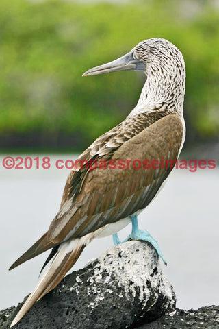 Blue Footed Boobies 2 Greeting Card 8X10 Matted Print (5X7 Photo) 11X14 (8X10