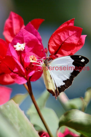 Butterfly 1 Greeting Card 8X10 Matted Print (5X7 Photo) 11X14 (8X10