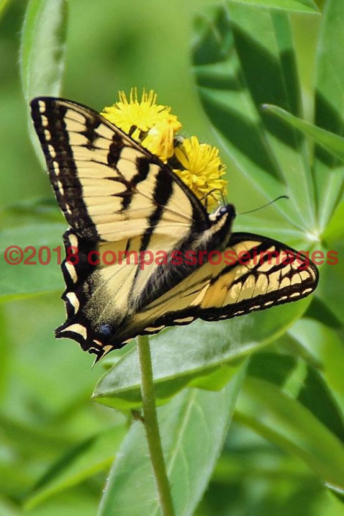 Butterfly 3 Greeting Card 8X10 Matted Print (5X7 Photo) 11X14 (8X10