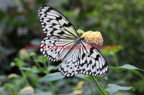 Butterfly 5 Greeting Card 8X10 Matted Print (5X7 Photo) 11X14 (8X10