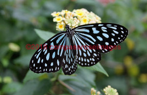 Butterfly 6 Greeting Card 8X10 Matted Print (5X7 Photo) 11X14 (8X10