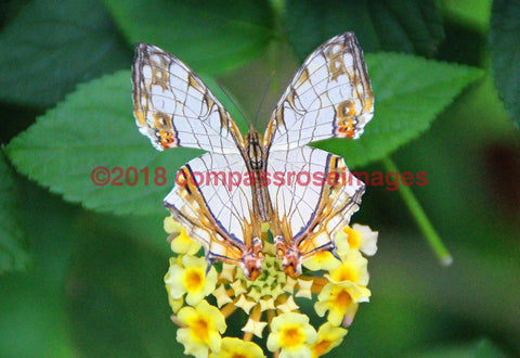 Butterfly 8 Greeting Card 8X10 Matted Print (5X7 Photo) 11X14 (8X10