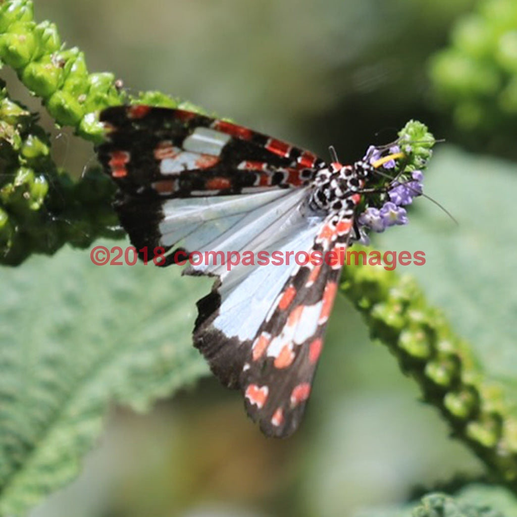 Butterfly 10-Tiles