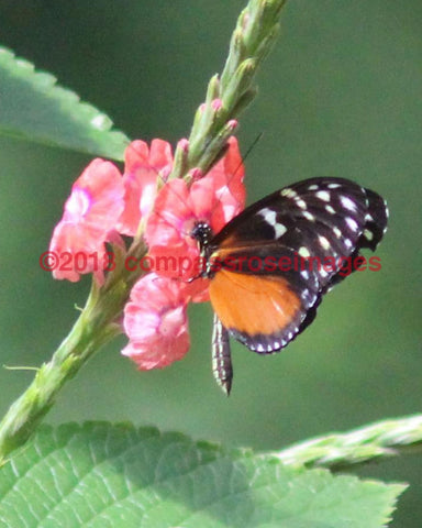 Copy Of Butterfly 11 Greeting Card 8X10 Matted Print (5X7 Photo) 11X14 (8X10