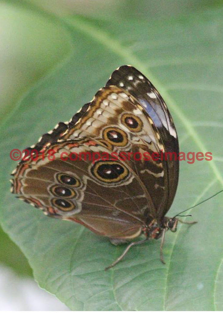 Butterfly 12-Metal Metal - 8 X 10