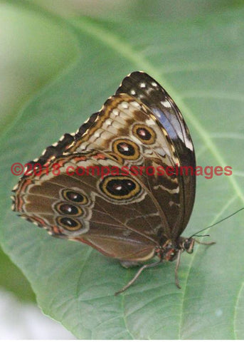Butterfly 12 Greeting Card 8X10 Matted Print (5X7 Photo) 11X14 (8X10