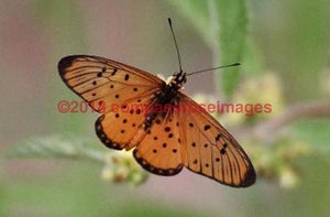 Butterfly 13 Greeting Card 8X10 Matted Print (5X7 Photo) 11X14 (8X10