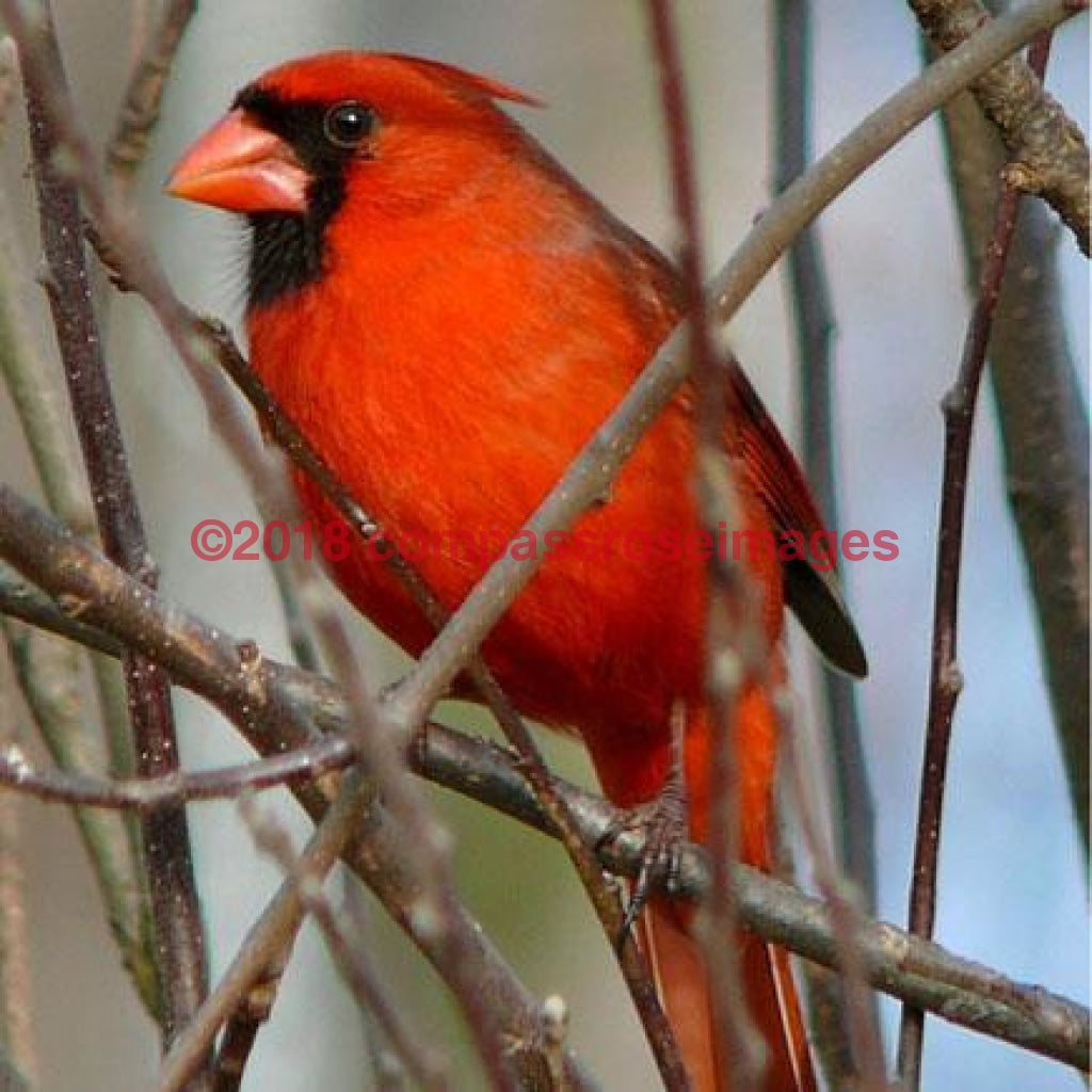 Cardinal 1-Metal