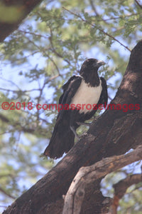 Crow Pied-Metal Metal - 8 X 10