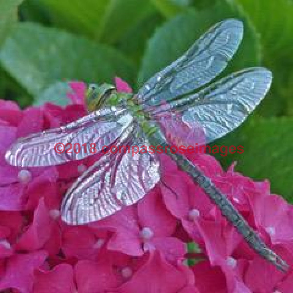 Dragonfly 1-Tiles 4.25’X4.25’ Tile With Cork Back Ceramic Tile