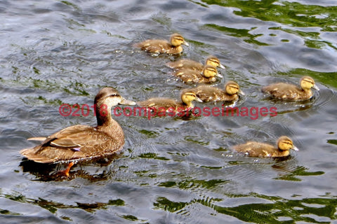 Duck 3 Greeting Card 8X10 Matted Print (5X7 Photo) 11X14 (8X10