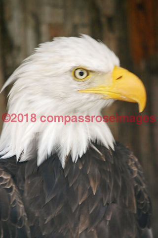 American Bald Eagle Greeting Card 8X10 Matted Print (5X7 Photo) 11X14 (8X10