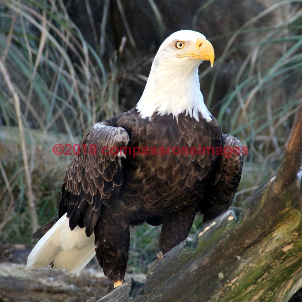 Eagle, American Bald 2-Tiles