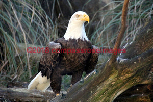 Eagle, American Bald 2
