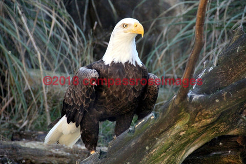 Eagle, American Bald 2-Metal