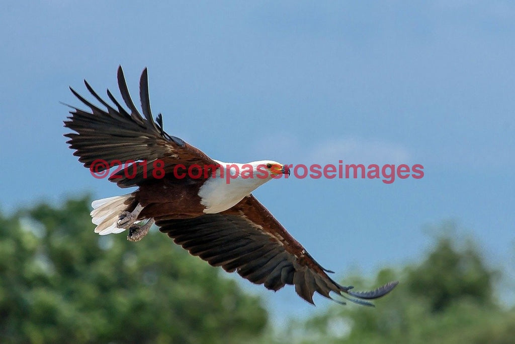 Eagle, American Bald 3-Canvas