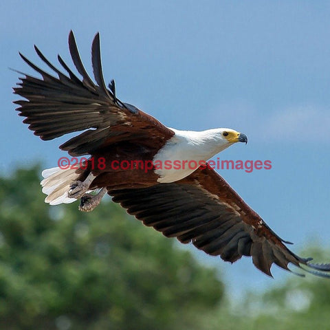 Eagle, American Bald 3-Tiles