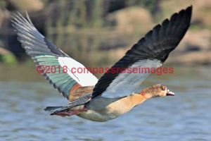 Egyptian Goose 1 Greeting Card 8X10 Matted Print (5X7 Photo) 11X14 (8X10