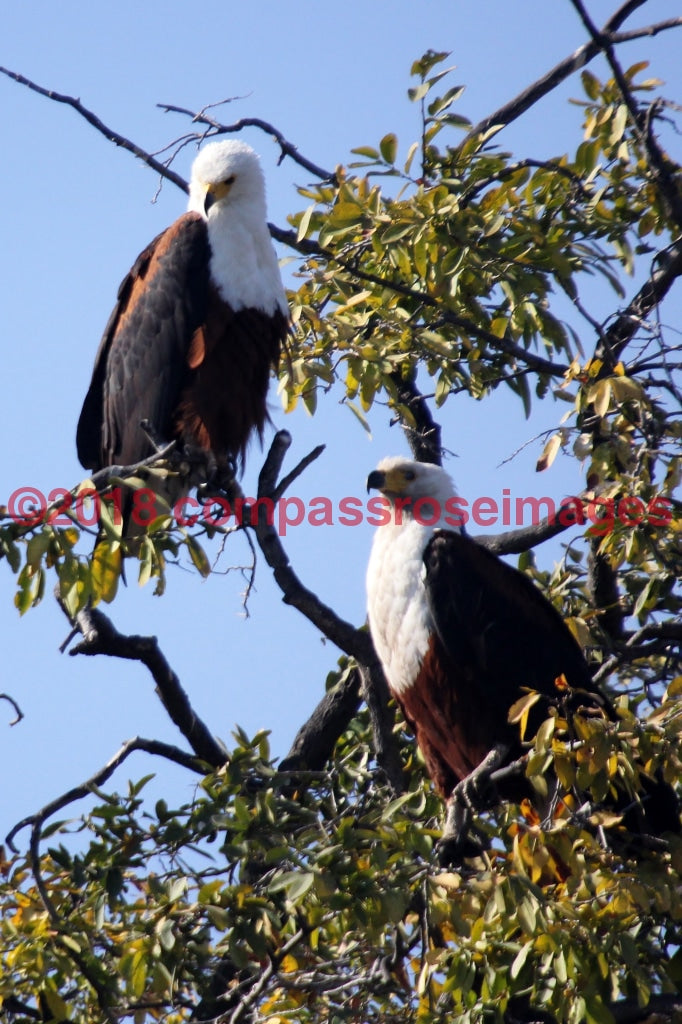 Fish Eagle 2 Greeting Card 8X10 Matted Print (5X7 Photo) 11X14 (8X10