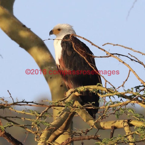 Fish Eagle 3-T 4.25X4.25 Tile With Cork Back Ceramic Tile