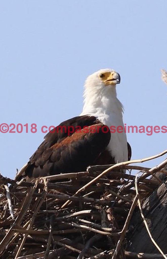 Eagle Fish 4-Canvas Canvas-10 X 10 Canvas