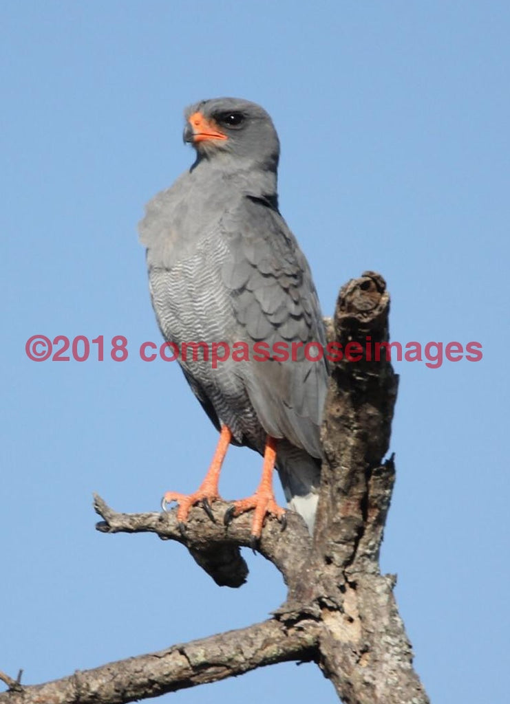 Goshawk 1-Canvas Canvas-10 X 10 Canvas