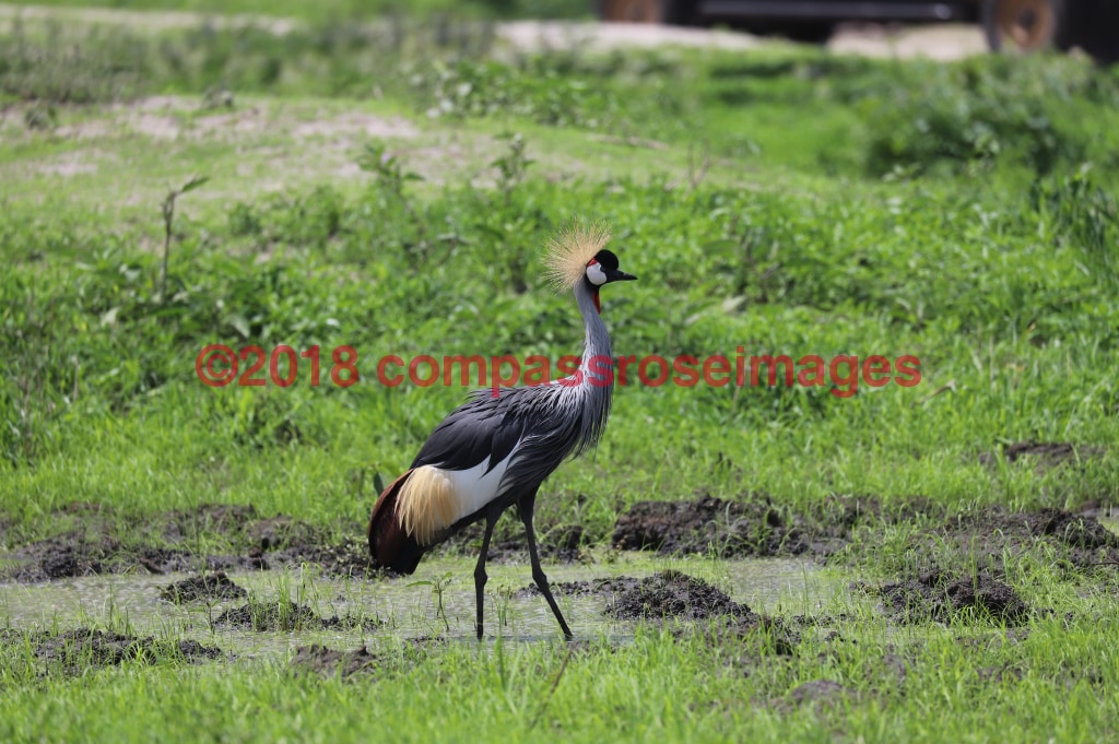 Gray Crowned Crane 6-Metal Metal - 8 X 10