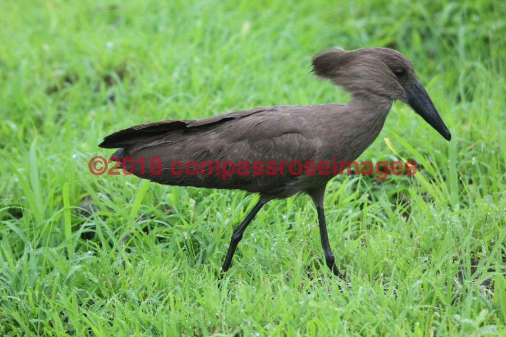 Hamerkop 2-Canvas