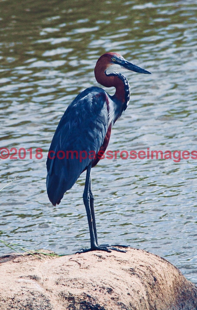 Heron 1 Greeting Card 8X10 Matted Print (5X7 Photo) 11X14 (8X10