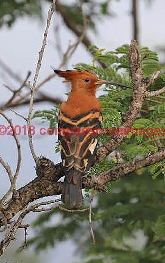 Hoopoe 1 Greeting Card 8X10 Photo Print 11X14 Matted (8X10 Photo)