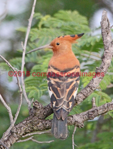 Hoopoe 2-Tiles 4.25X4.25 Tile With Cork Back Ceramic Tile