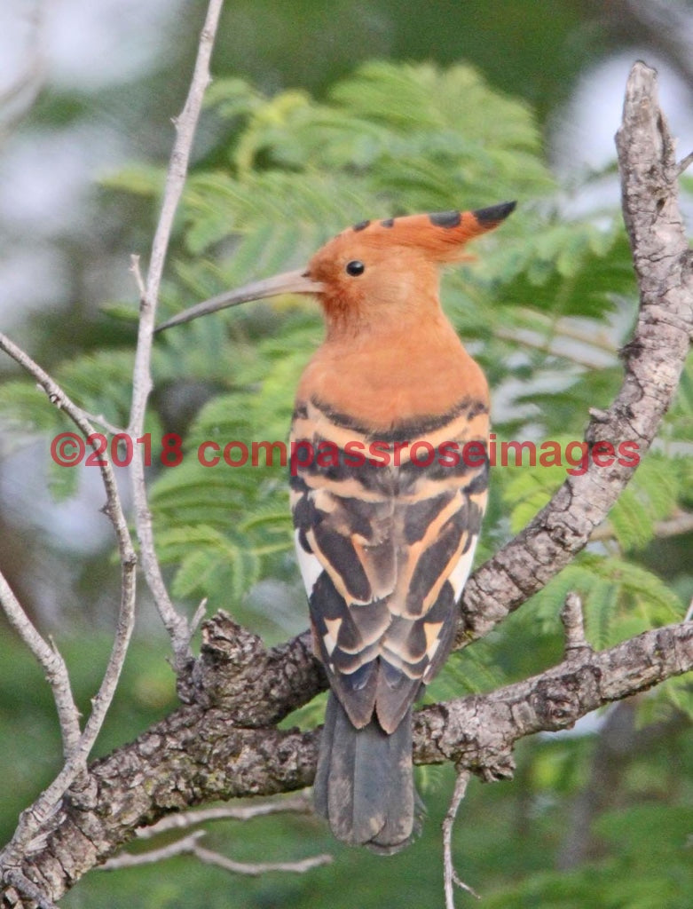 Hoopoe 2-Metal Metal - 8 X 10