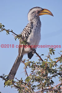 Hornbill Greeting Card 8X10 Photo Print 11X14 Matted (8X10 Photo)