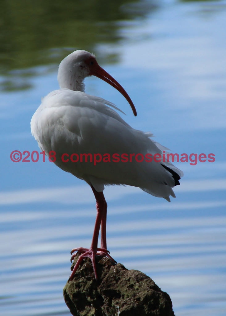 Ibis White 1-Metal Metal - 8 X 10