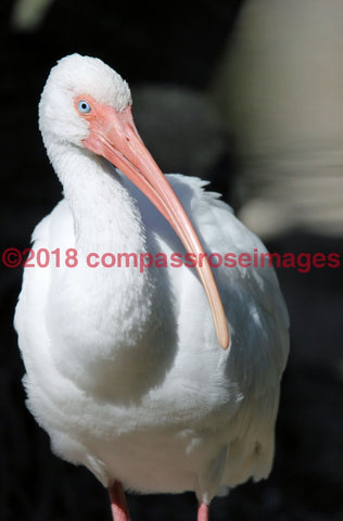 Ibis White 2-Canvas Canvas-10 X 10 Canvas