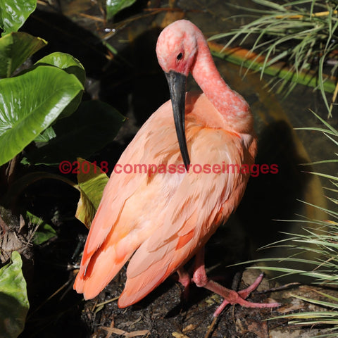 Scarlet Ibis 3-T 4.25X4.25 Tile With Cork Back Ceramic Tile