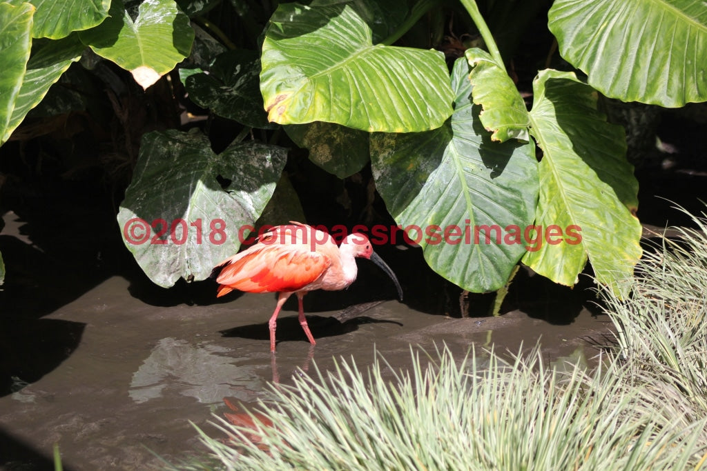 Scarlet Ibis 2 Greeting Card 8X10 Matted Print (5X7 Photo) 11X14 (8X10