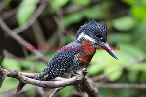 Giant Kingfisher 4-Canvas Canvas-10 X 10 Canvas