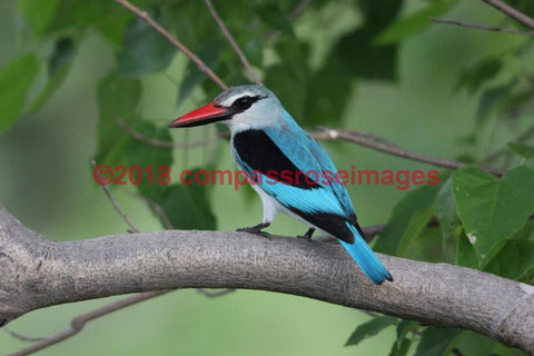Kingfisher, Woodland 7