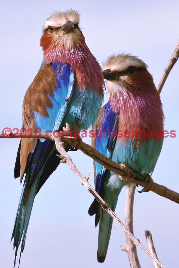 Lilac Breasted Roller 1 Greeting Card 8X10 Matted Print (5X7 Photo) 11X14 (8X10