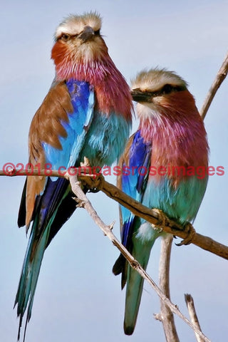 Lilac Breasted Roller 1-Canvas Canvas-10 X 10 Canvas