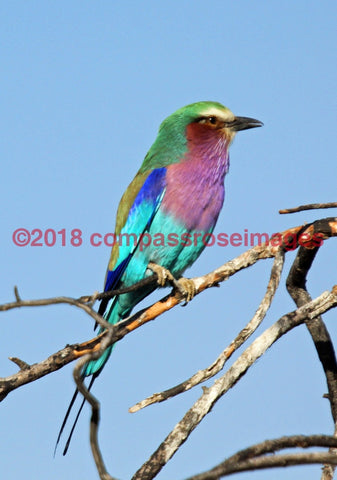Lilac Breasted Roller 2 Greeting Card 8X10 Matted Print (5X7 Photo) 11X14 (8X10
