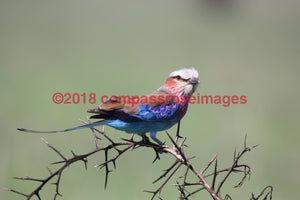 Lilac Breasted Roller 4-Metal Metal - 8 X 10