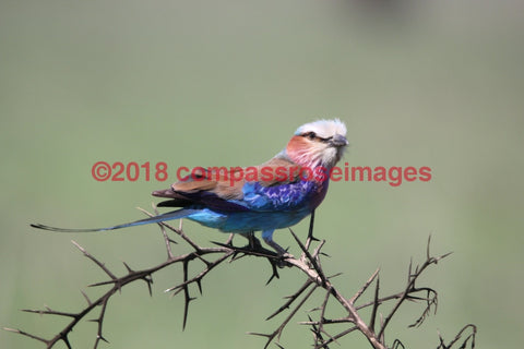 Lilac Breasted Roller 4-Metal Metal - 8 X 10