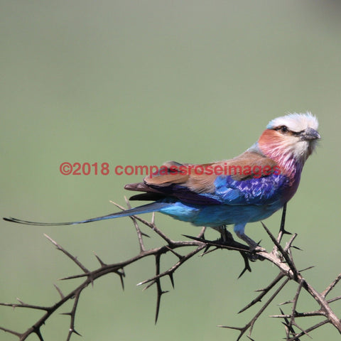 Lilac Breasted Roller 4-T 4.25X4.25 Tile With Cork Back Ceramic Tile