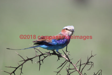 Lilac Breasted Roller 4 Greeting Card 8X10 Matted Print (5X7 Photo) 11X14 (8X10