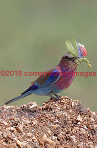 Lilac Breasted Roller 5-Metal Metal - 8 X 10