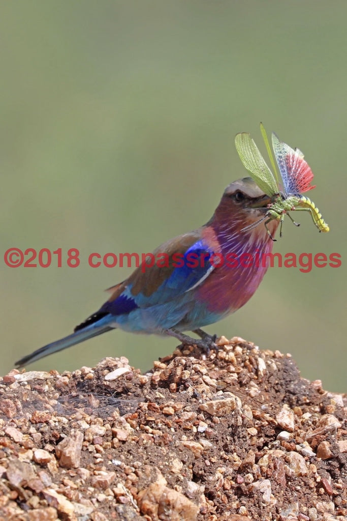 Lilac Breasted Roller 5 Greeting Card 8X10 Matted Print (5X7 Photo) 11X14 (8X10