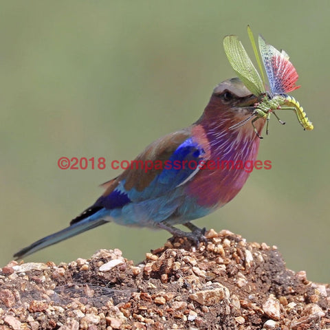 Lilac Breasted Roller 5-T 4.25X4.25 Tile With Cork Back Ceramic Tile