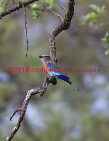 Lilac Breasted Roller 6-Canvas